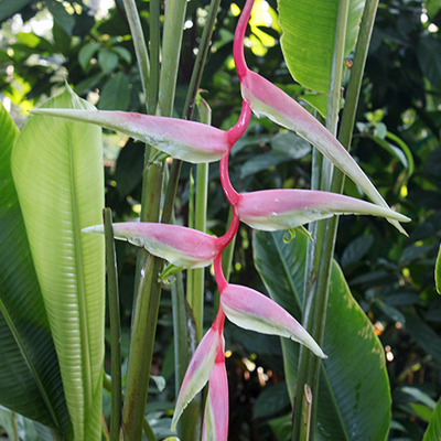 Sexy Pink - Green Brigade